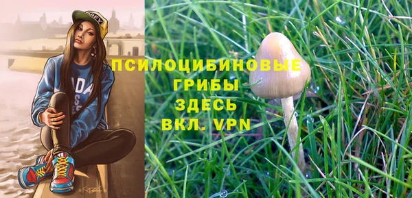 стаф Медногорск